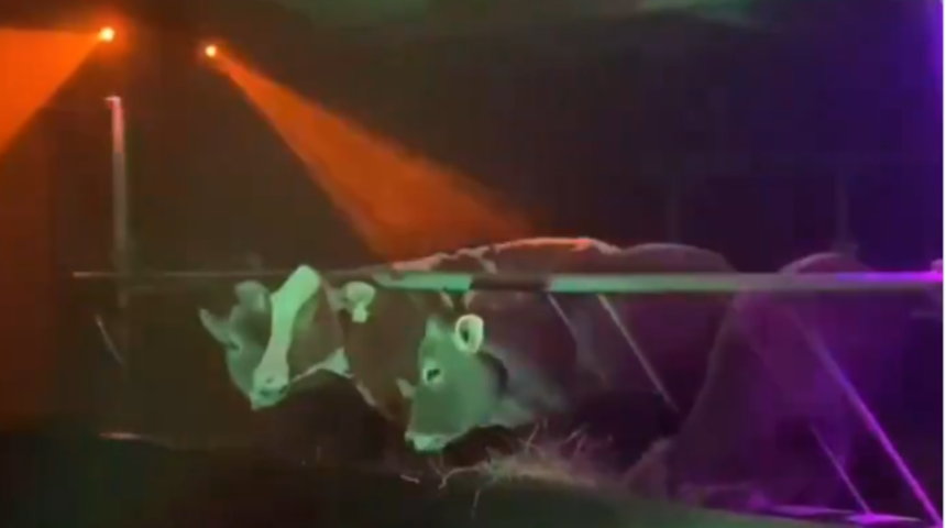 Daha fazla süt almak için ineklerin ahırını adeta eğlence mekanına çevirdi! Görüntüler gündem oldu