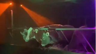 Daha fazla süt almak için ineklerin ahırını adeta eğlence mekanına çevirdi! Görüntüler gündem oldu