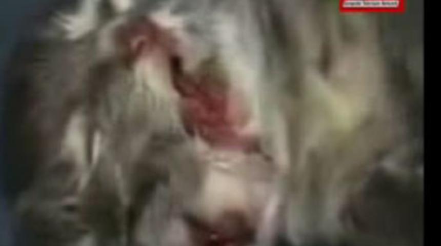 İki y&uuml;zl&uuml; kediler