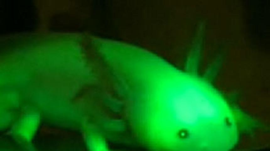 Fosforlu hayvanlar!
