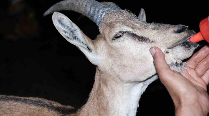 Yaralı yaban keçisine şefkat eli