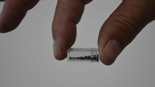 İzmir’de bulundu, büyük heyecan yarattı! İlk kez böyle bir şeyle karşılaştılar…