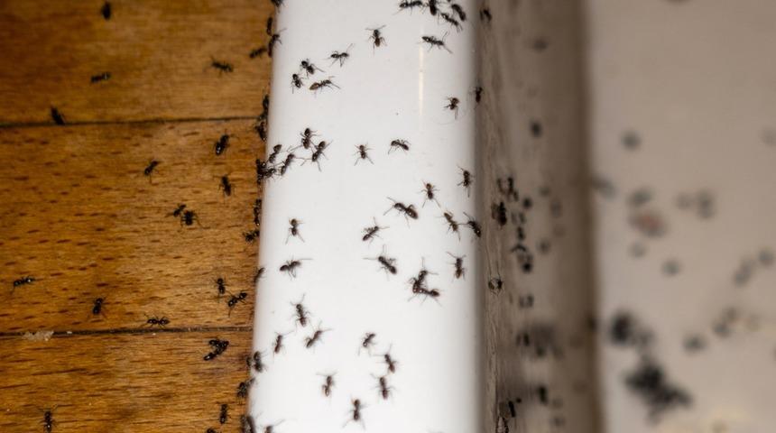 Evdeki karıncaları anında yok ediyor! Bu doğal &ccedil;&ouml;z&uuml;m ile karıncalar bir daha asla evinize uğramayacak