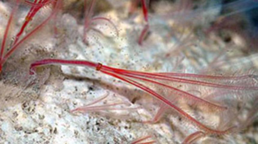 Balina yiyen solucanlar