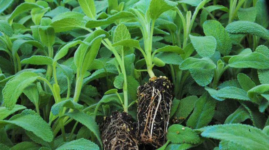 Samsun’da tarıma 21 milyon liralık destek