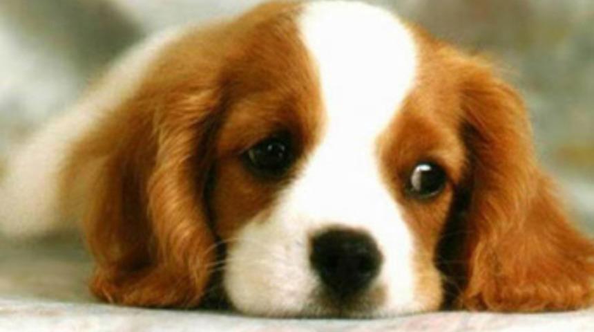 K&ouml;peğe birayla vaftiz