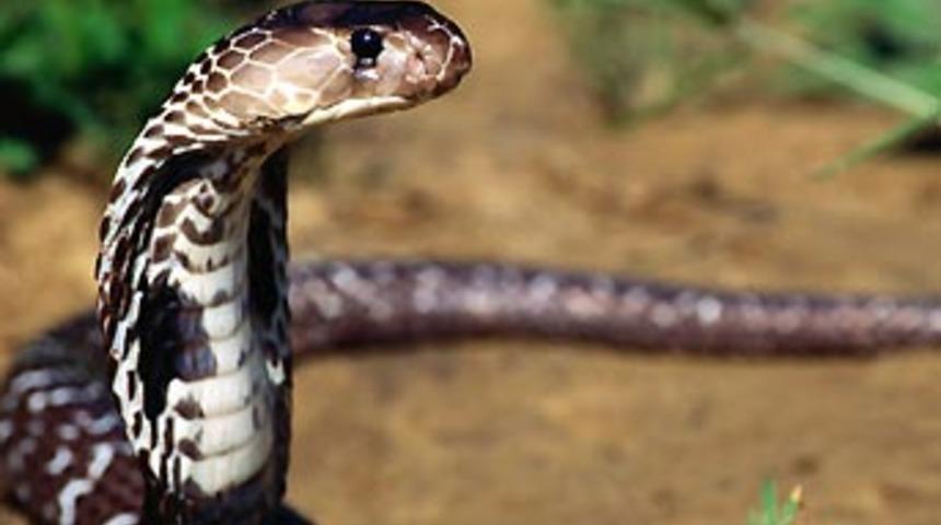 RT&Uuml;K&rsquo;te &ldquo;yılan sote&rdquo; davası