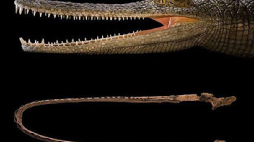 Dinozorla beslenen timsah bulundu