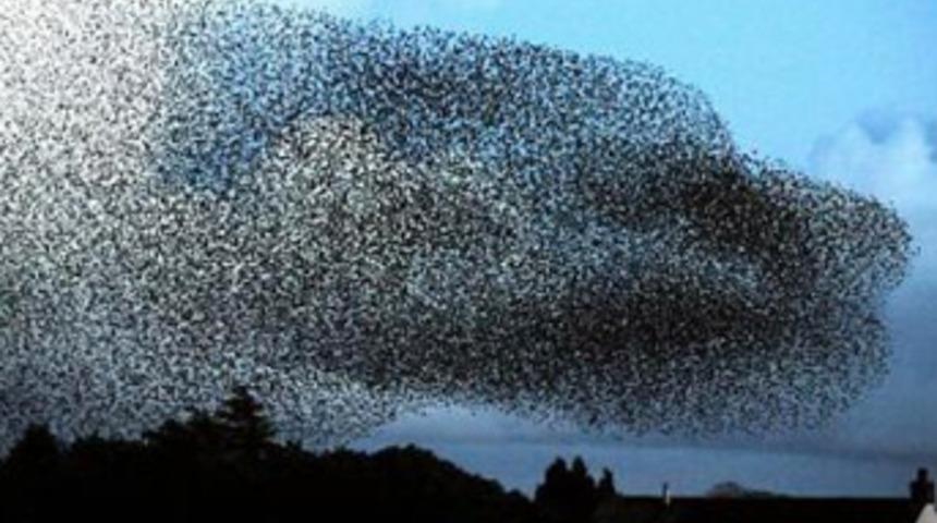 Havada dev bir köpek var sandılar ama...