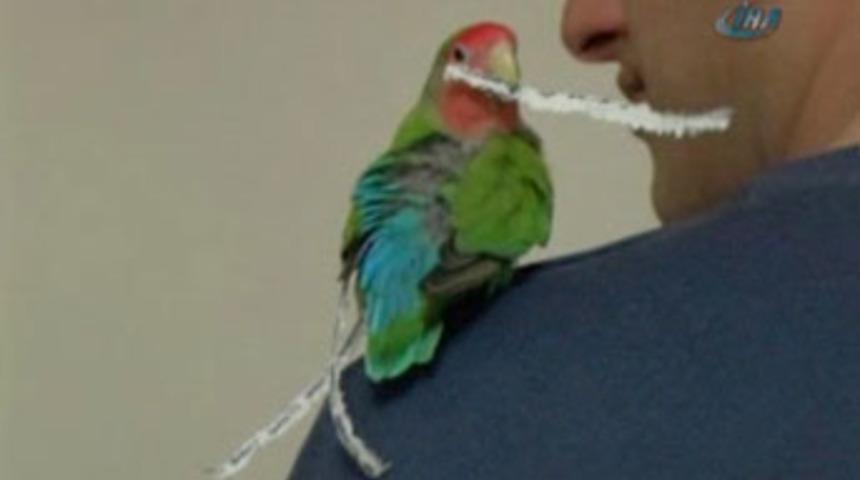 Bu da laz papağanı...