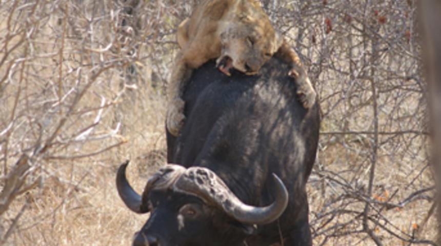 Herkesin ortasında acımasız av