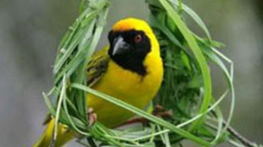 Doğanın m&uuml;hendisleri kıskandıran tasarımı