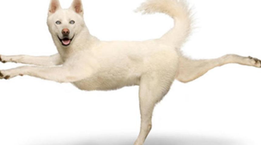 Bu k&ouml;pekler yoga yapıyor