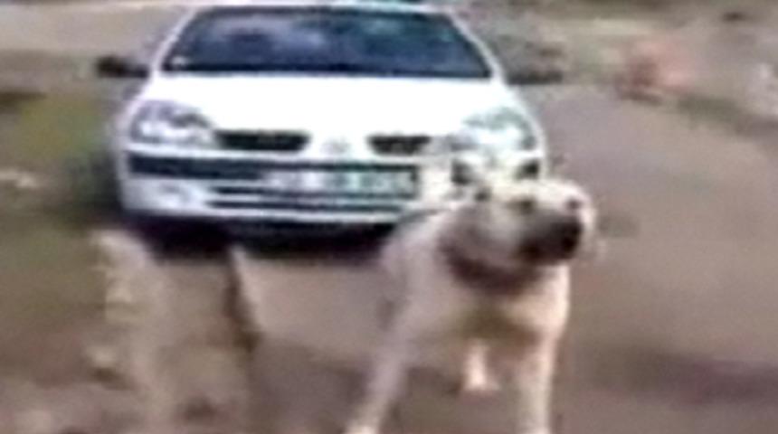 İngilizler 'Sivas Kangal'ı izliyor