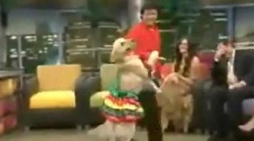 K&ouml;pekten inanılmaz dans şov...