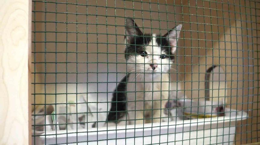 Ortahisar’da 10 yılda 14 bin 692 köpeğe ve 3 bin 874 kediye müdahale edildi