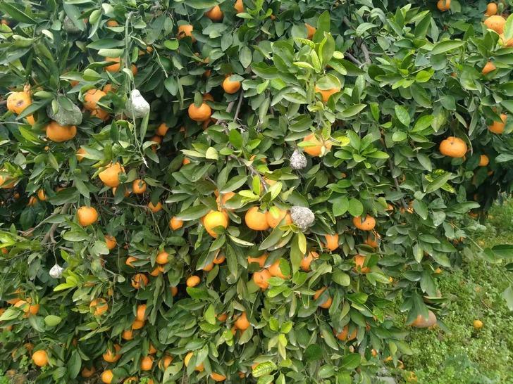 Lüks marketlerde 25 TL'ye satılıyor! Bedava dağıtsa da kimse toplamıyor 'Alın götürün diyorum...' G3