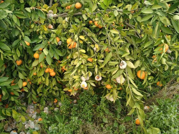 Lüks marketlerde 25 TL'ye satılıyor! Bedava dağıtsa da kimse toplamıyor 'Alın götürün diyorum...' G5