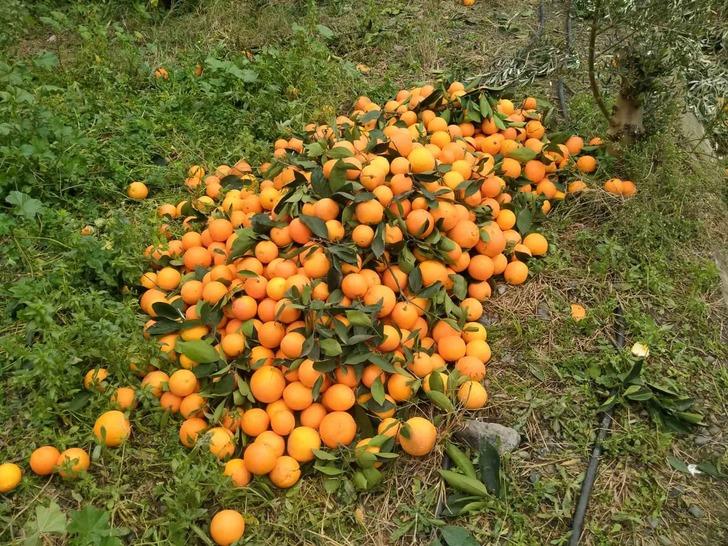 Lüks marketlerde 25 TL'ye satılıyor! Bedava dağıtsa da kimse toplamıyor 'Alın götürün diyorum...' G1