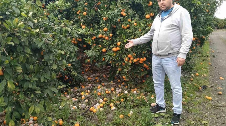 Lüks marketlerde 25 TL’ye satılan mandalinayı bedavaya dağıtsa da toplayan bulamıyor