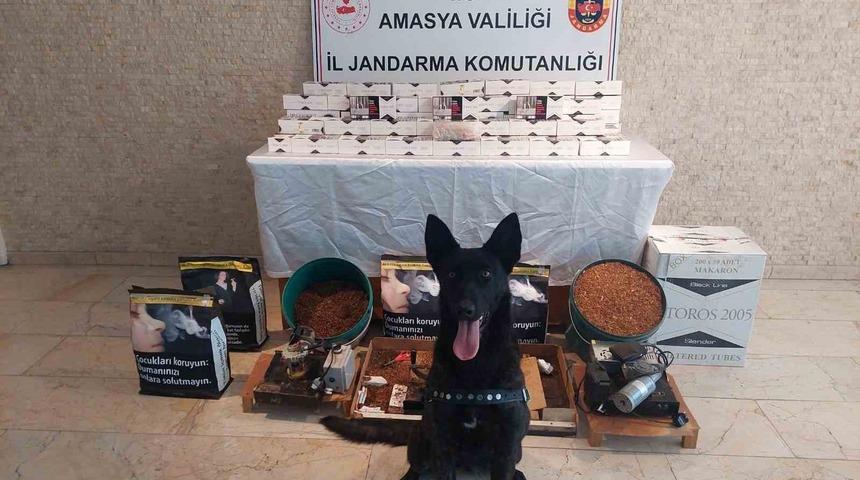 Amasya’da 20 bin dal kaçak makaron ele geçirildi