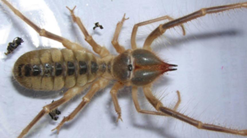 Nevşehir'de `et yiyen &ouml;r&uuml;mcek' bulundu