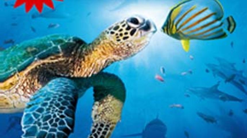 Balinayla burun buruna gelmek ister misiniz?