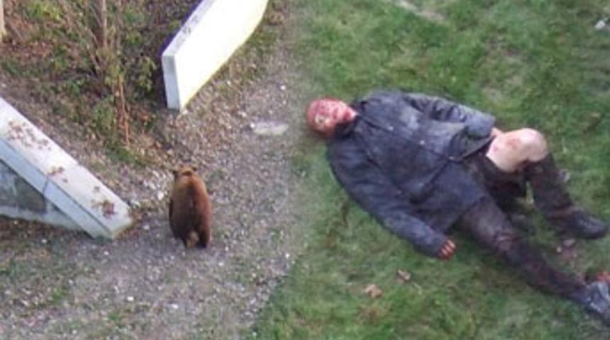 Kızgın ayının gazabı