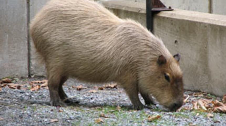 İşte d&uuml;nyanın en b&uuml;y&uuml;k kemirgeni