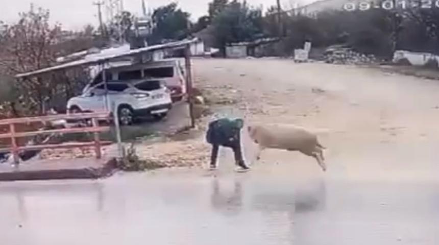 Antalya'da koçun yayayı boynuz darbesiyle düşürmesi güvenlik kamerasında