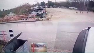 Yolun karşısına geçmek istedi, koçun saldırısıyla neye uğradığını şaşırdı! O anlar kamerada