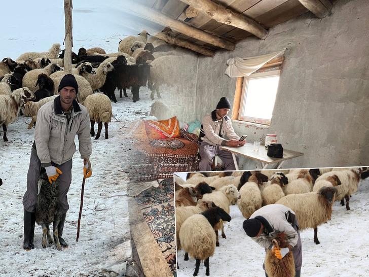 Hakkari'ye ithal çoban: Yerlisini bulamayınca İran'dan getirdi