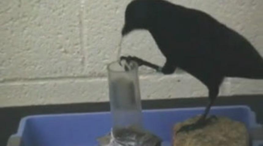 Bu karga kendini aşmış