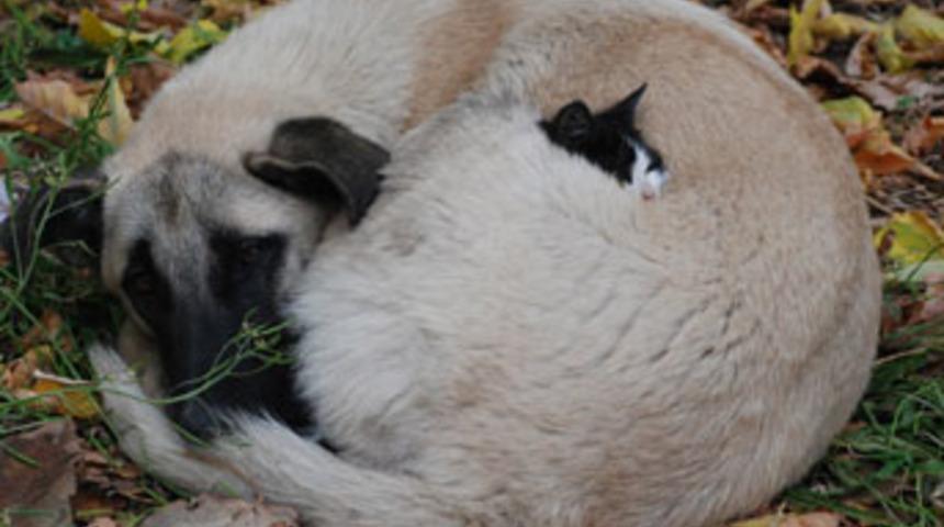 Kedi ile k&ouml;peğin sokak kardeşliği!