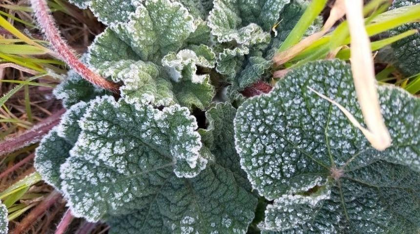 Aydın&rsquo;a zirai don uyarısı