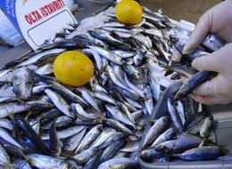 Soğuk hava balık tezgahlarını vurdu: Fiyatlar bir haftada ikiye katlandı