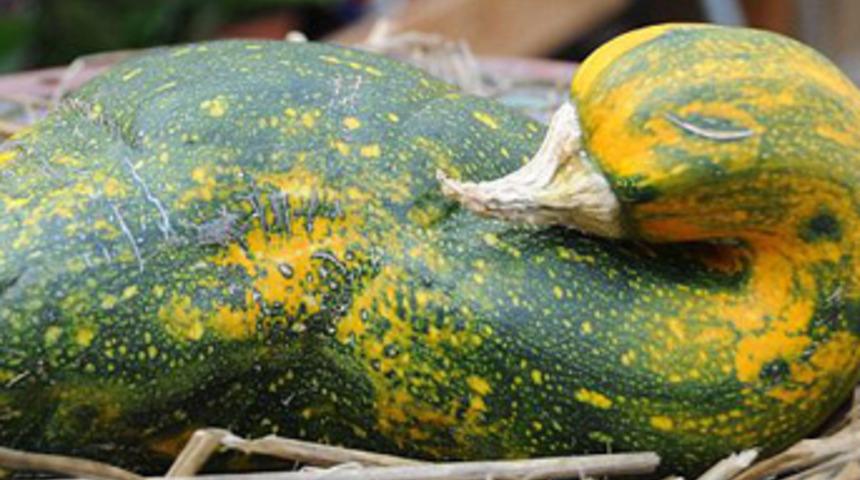 &Ouml;rdek mi kabak mı?