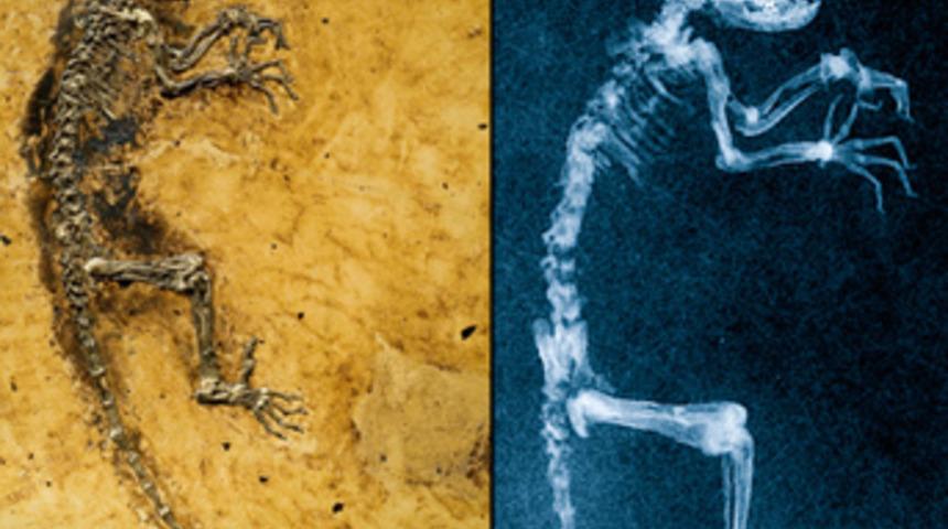 Kayıp halkanın sırrı &ccedil;&ouml;z&uuml;ld&uuml;