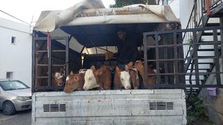 Bodrum'da satıcıları darbedip hayvanlarını aldığı öne sürülen 7 kişi yakalandı