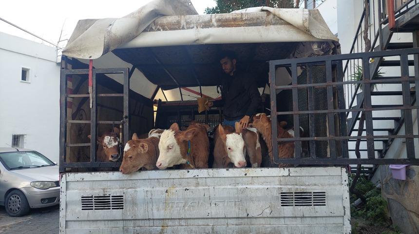 Bodrum'da satıcıları darbedip hayvanlarını aldığı öne sürülen 7 kişi yakalandı