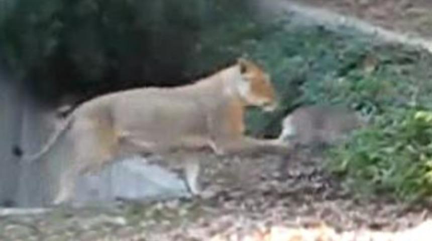 Canını zor kurtardı!