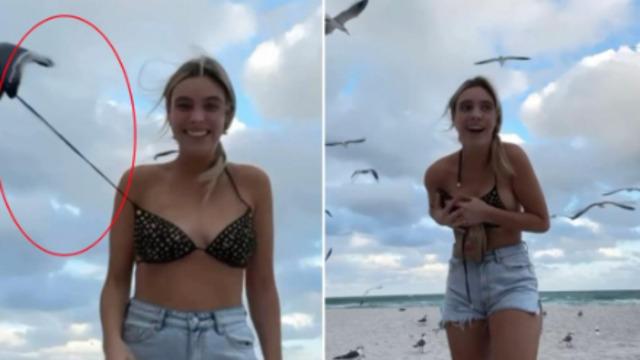 Sosyal medya fenomeni Lele Pons canlı yayında zor anlar yaşadı! Poz vermek isterken martıların azizliğine uğradı... Bir anda bikinisinin ipi çözüldü 