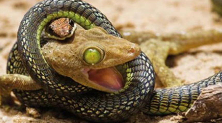 Yılın en vahşileri belli oldu