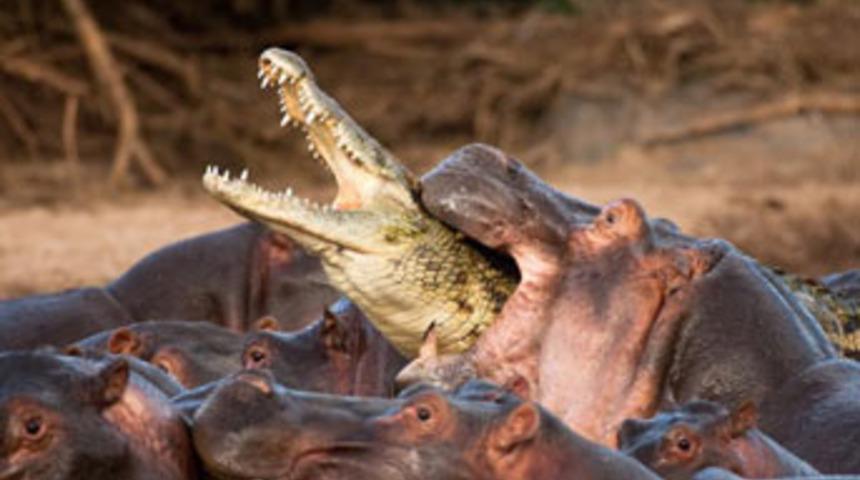 Timsah ka&ccedil;mak i&ccedil;in &ccedil;ırpındı