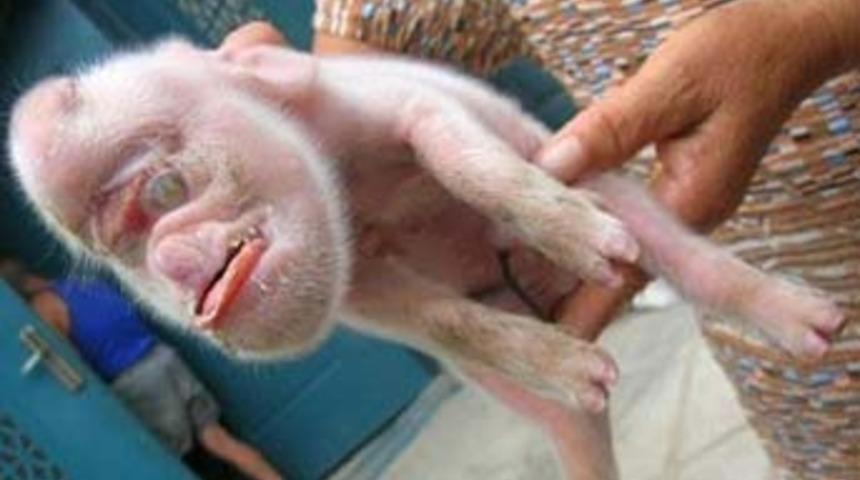 Maymun y&uuml;zl&uuml; domuz