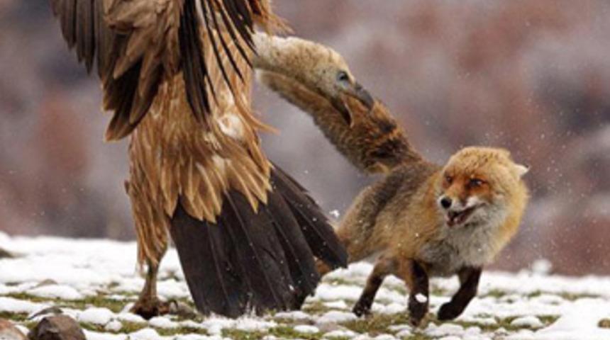 Bir kurnazlık yapması lazım