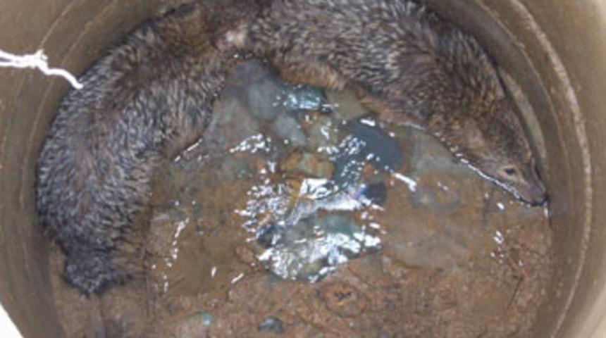 &Ouml;ld&uuml;rmekten beter ettiler!