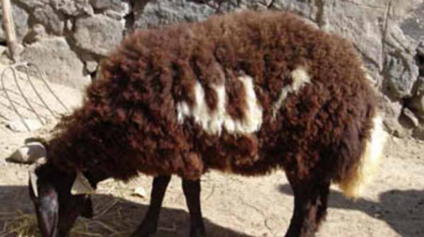 &Uuml;zerinde 'Allah' yazan koyunu satmadı