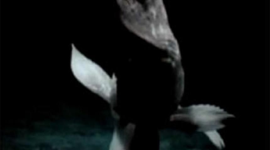 Denizdeki &ldquo;yaşayan fosil&rdquo; g&ouml;r&uuml;nt&uuml;lendi