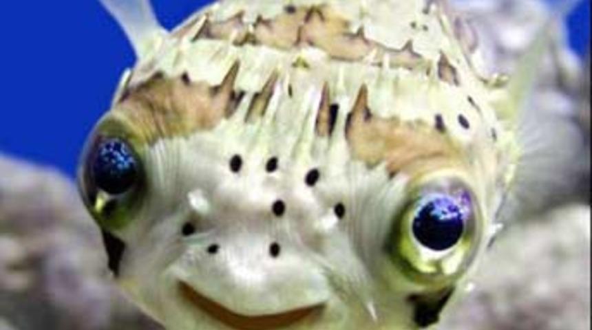 Bu balıklar g&uuml;l&uuml;yor